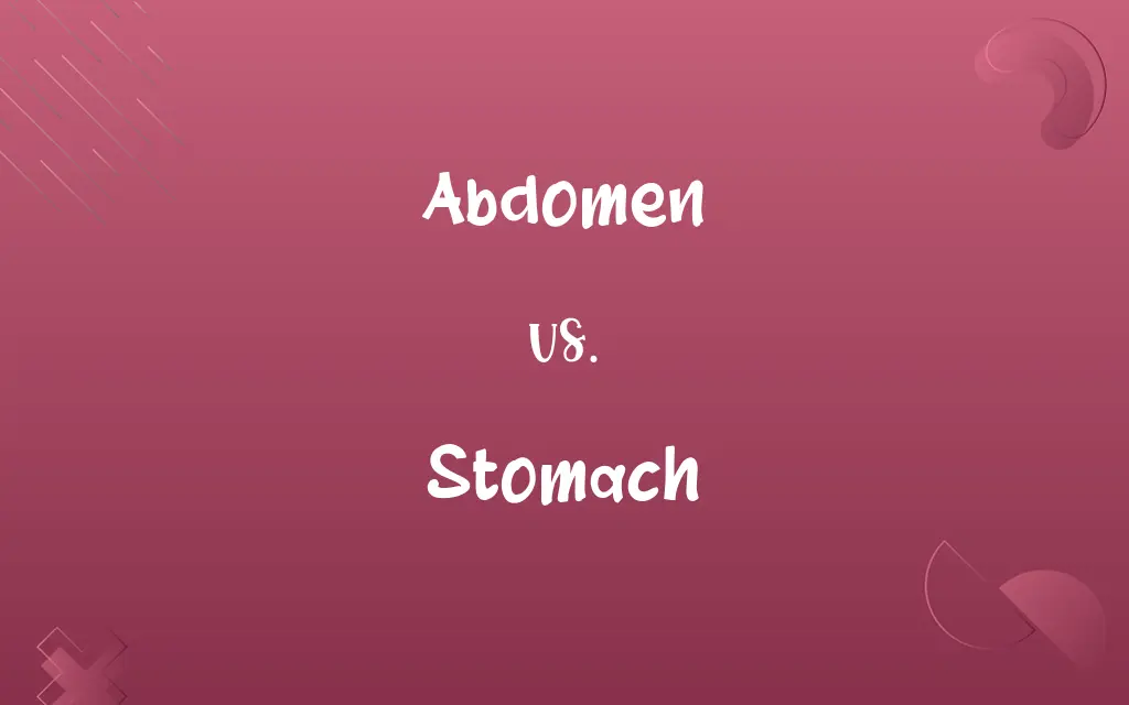 Abdomen vs. Stomach