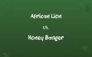 African Lion vs. Honey Badger