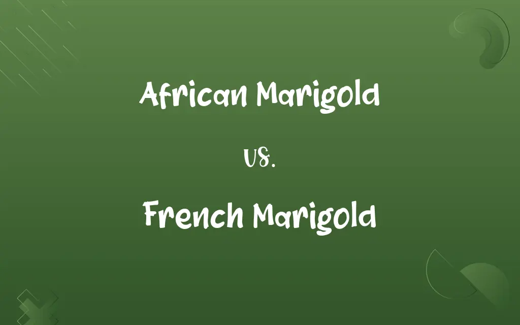 African Marigold vs. French Marigold