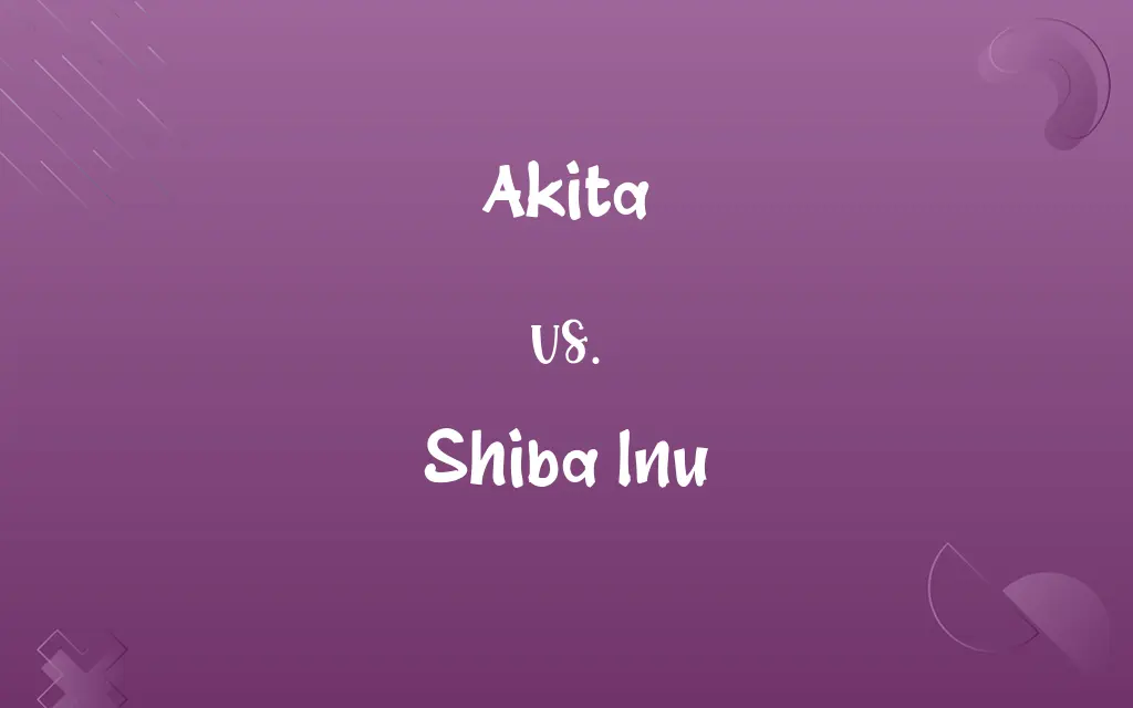 Akita vs. Shiba Inu