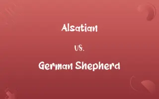 Alsatian vs. German Shepherd