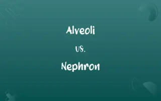 Alveoli vs. Nephron