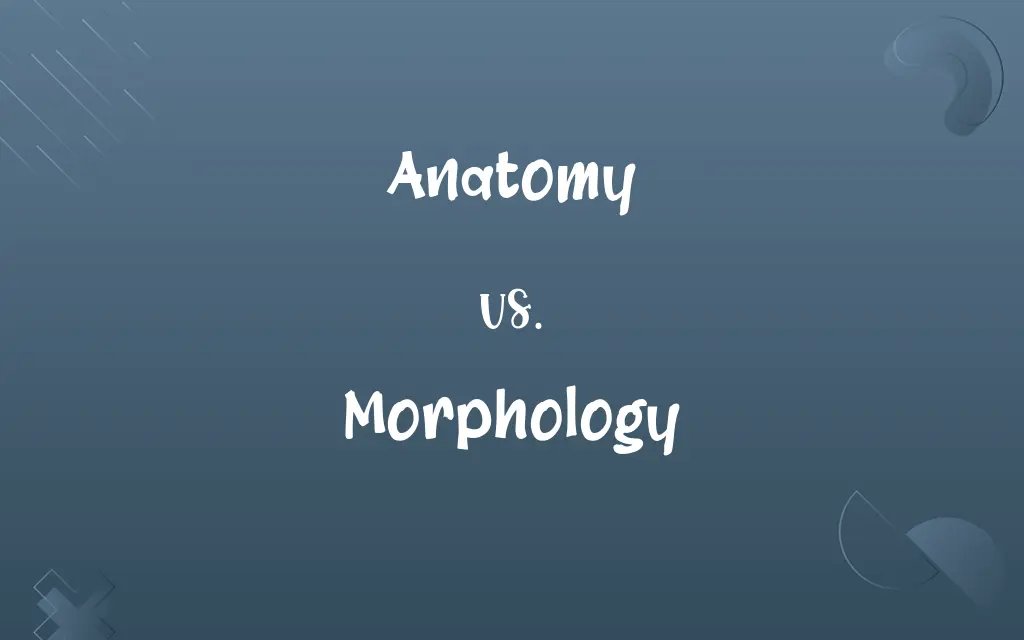 Anatomy vs. Morphology