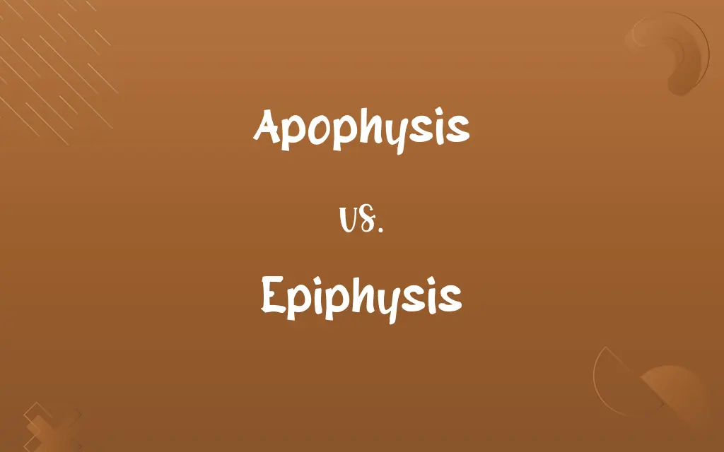 Apophysis vs. Epiphysis