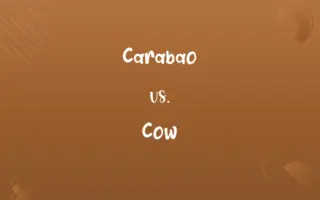 Carabao vs. Cow