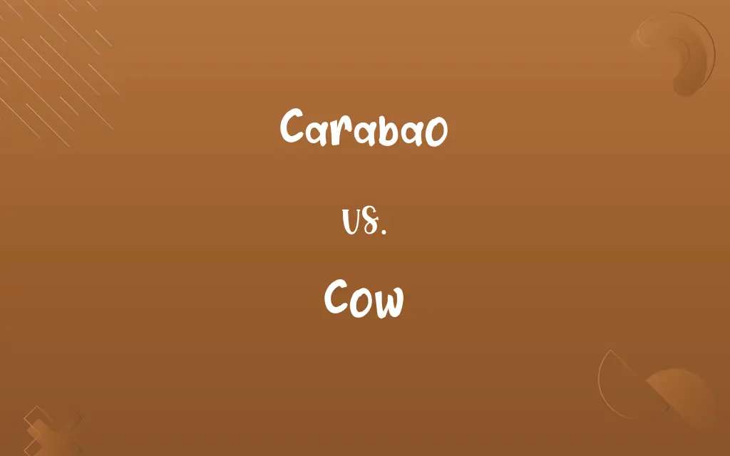 Carabao vs. Cow