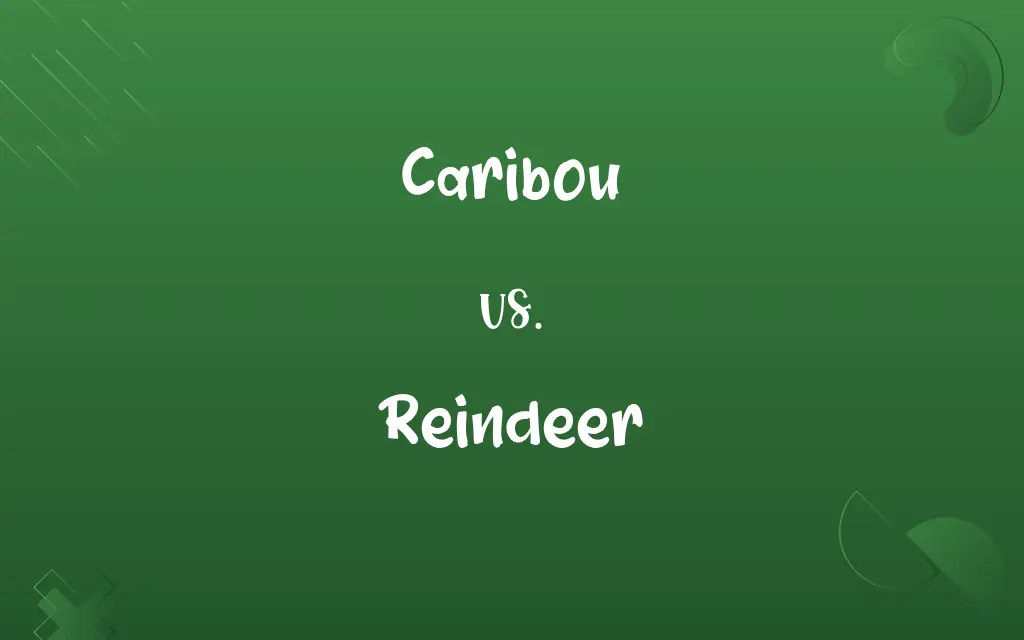 Caribou vs. Reindeer