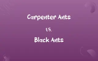 Carpenter Ants vs. Black Ants