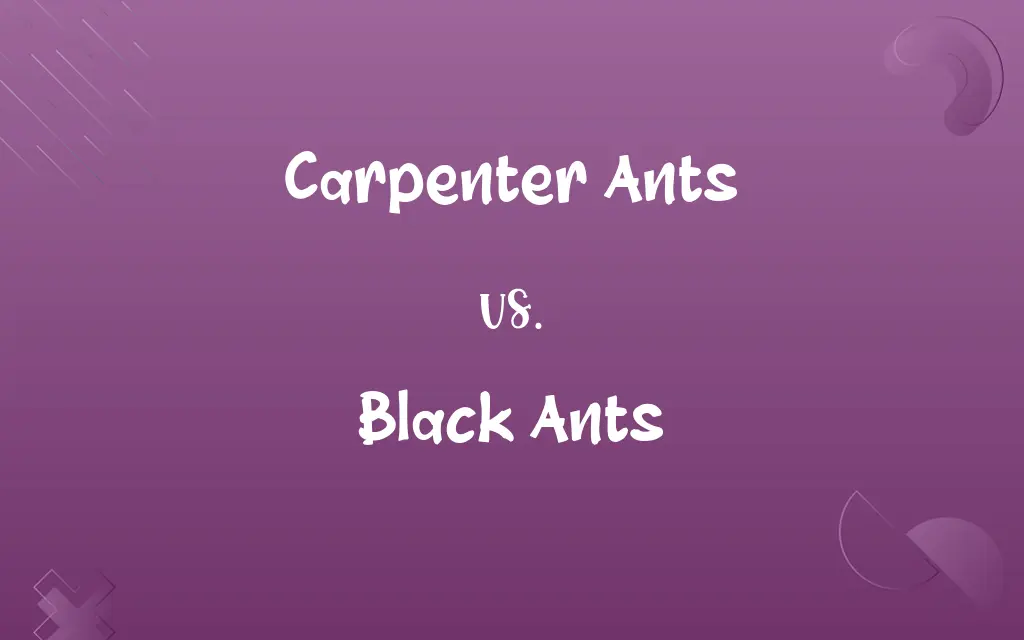 Carpenter Ants vs. Black Ants