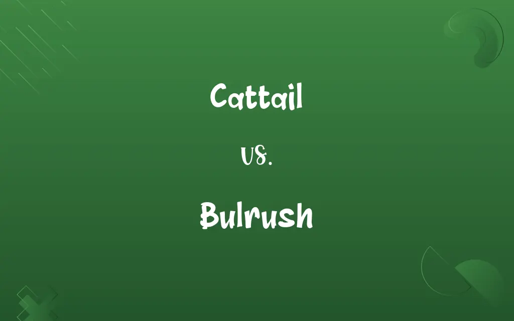 Cattail vs. Bulrush