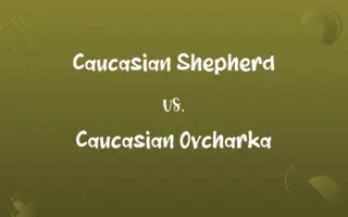 Caucasian Shepherd vs. Caucasian Ovcharka