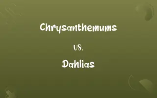 Chrysanthemums vs. Dahlias