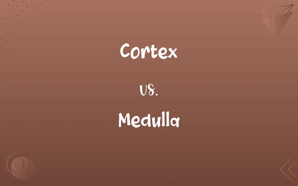 Cortex vs. Medulla