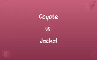 Coyote vs. Jackal