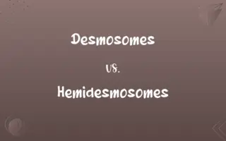 Desmosomes vs. Hemidesmosomes
