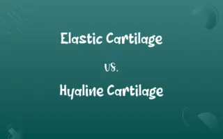 Elastic Cartilage vs. Hyaline Cartilage