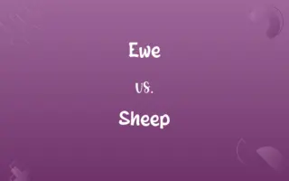 Ewe vs. Sheep