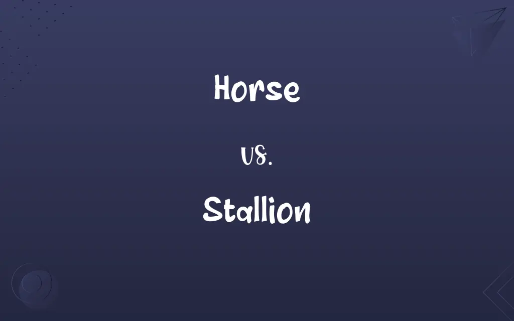 Horse vs. Stallion