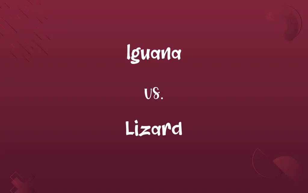 Iguana vs. Lizard