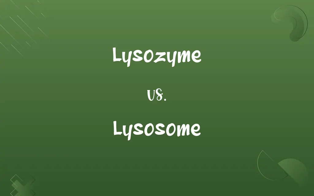 Lysozyme vs. Lysosome