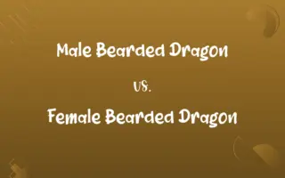 Male Bearded Dragon vs. Female Bearded Dragon