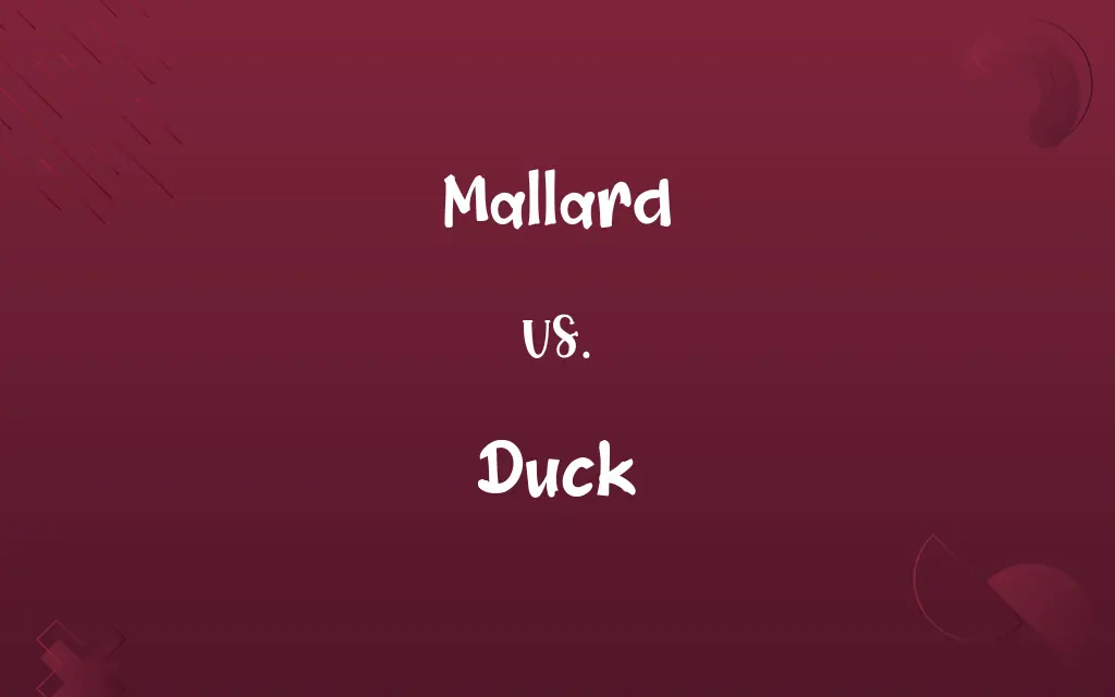 Mallard vs. Duck