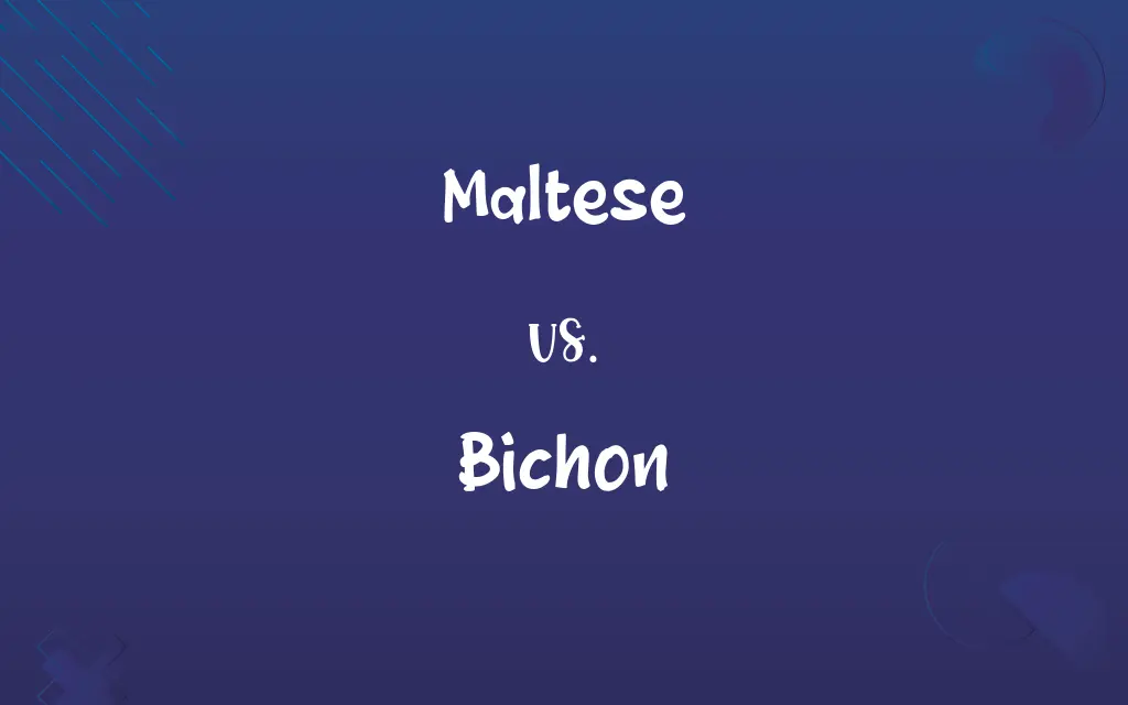 Maltese vs. Bichon