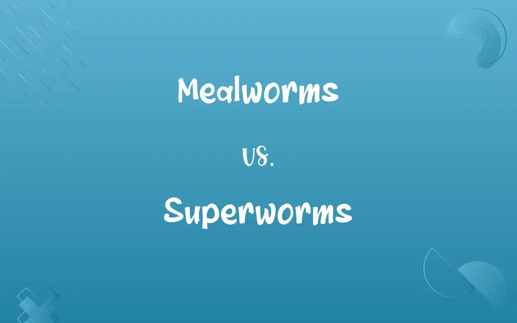 Mealworms vs. Superworms