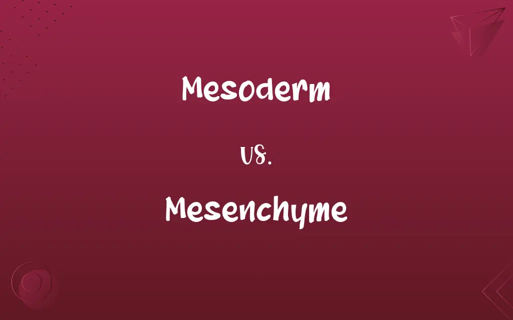Mesoderm vs. Mesenchyme