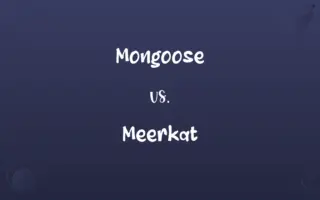 Mongoose vs. Meerkat