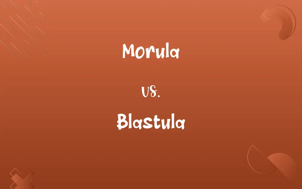 Morula vs. Blastula