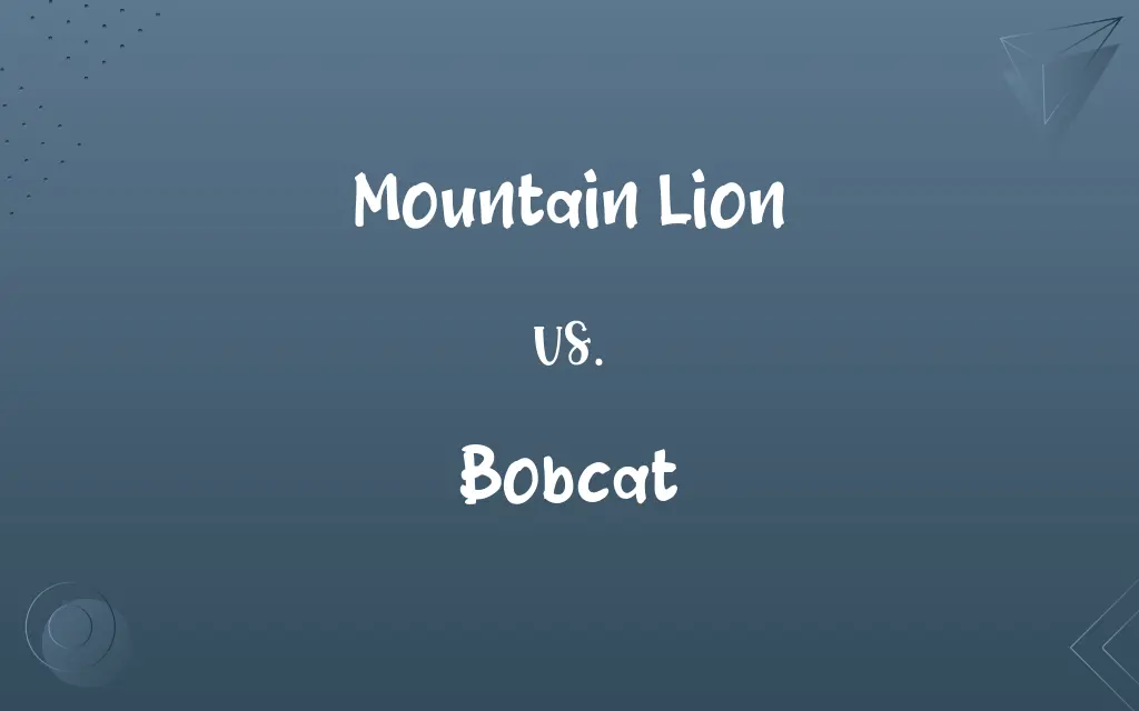 Mountain Lion vs. Bobcat