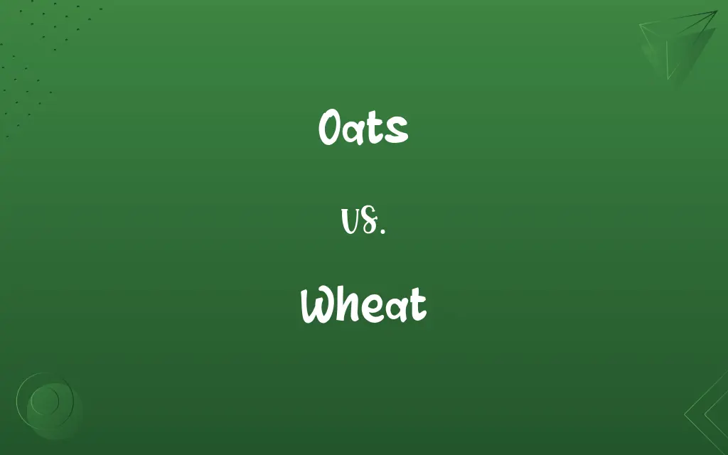 Oats Vs Wheat Know The Difference