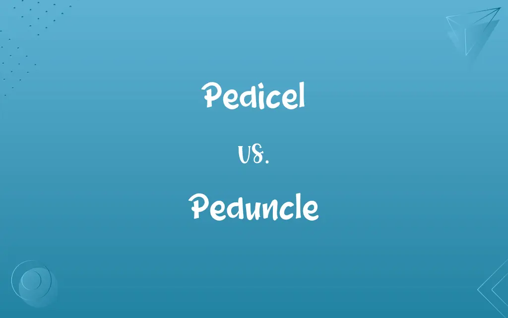 Pedicel vs. Peduncle