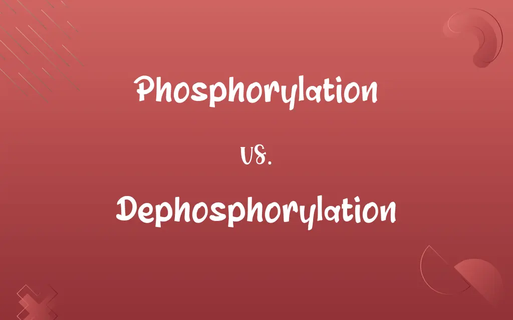 Phosphorylation vs. Dephosphorylation