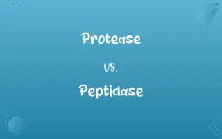 Protease vs. Peptidase