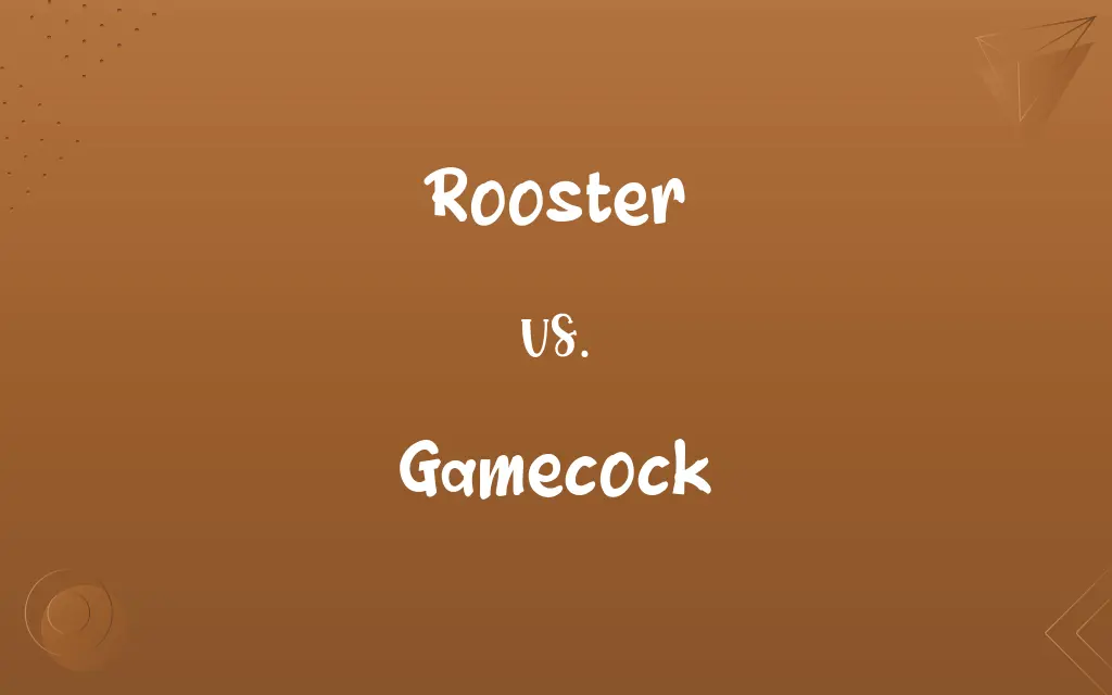 Rooster vs. Gamecock