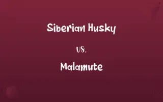 Siberian Husky vs. Malamute