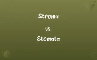 Stroma vs. Stomata