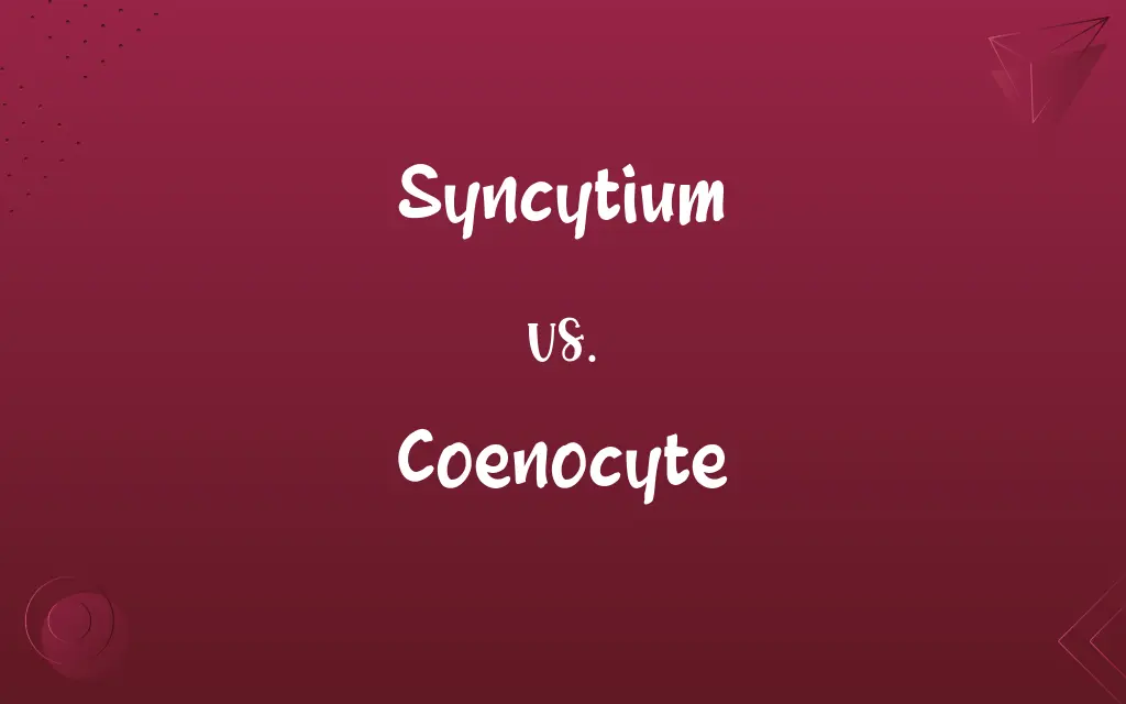 Syncytium vs. Coenocyte