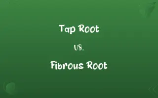 Tap Root vs. Fibrous Root