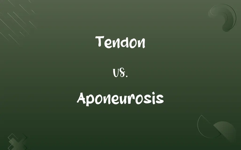 Tendon vs. Aponeurosis