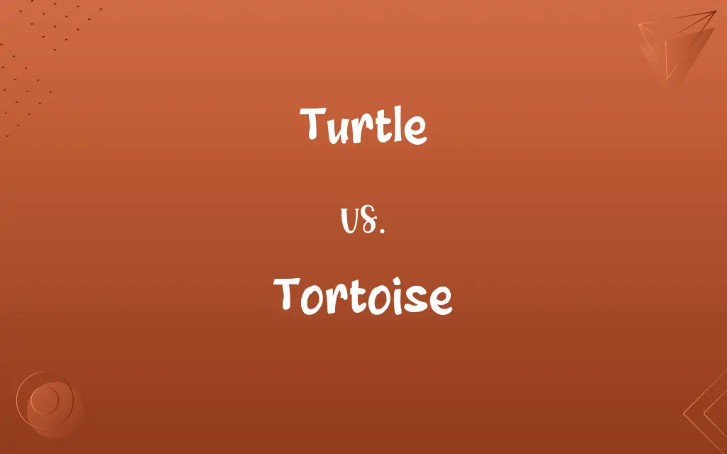 Turtle vs. Tortoise