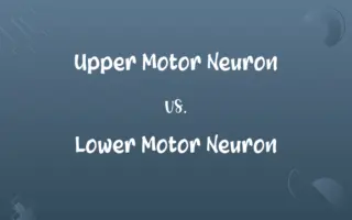 Upper Motor Neuron vs. Lower Motor Neuron