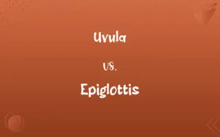 Uvula vs. Epiglottis